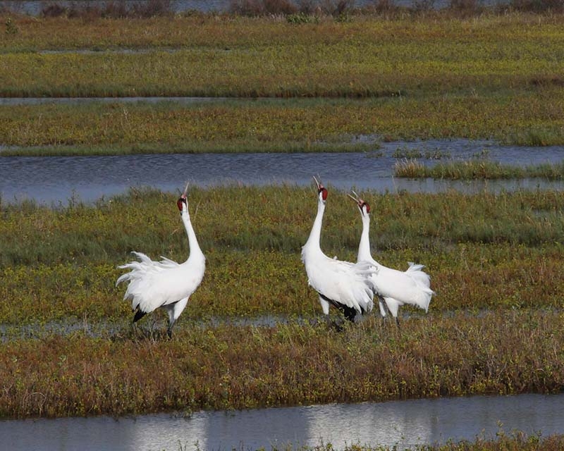 Whooping Cranes on Aransas National Wildlife Refuge